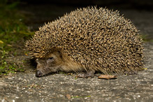 Western Hedgehog - Erinaceus europaeus