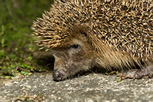 Western Hedgehog - Erinaceus europaeus