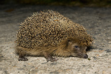 Ježek západní - Erinaceus europaeus