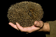 Western Hedgehog - Erinaceus europaeus