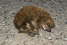 Western Hedgehog - Erinaceus europaeus