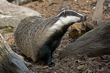 Badger