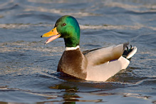 Mallard - Anas platyrhynchos