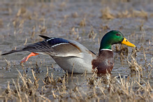 Mallard - Anas platyrhynchos