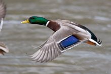 Mallard - Anas platyrhynchos