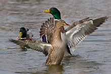 Mallard - Anas platyrhynchos