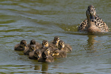 Mallard - Anas platyrhynchos