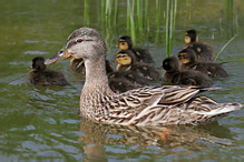 Mallard - Anas platyrhynchos