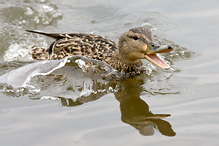 Mallard - Anas platyrhynchos