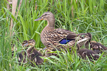 Mallard - Anas platyrhynchos