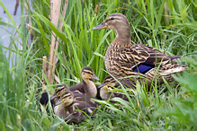 Mallard - Anas platyrhynchos