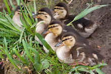 Mallard - Anas platyrhynchos