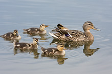 Mallard - Anas platyrhynchos