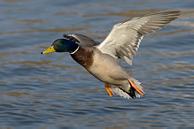 Mallard - Anas platyrhynchos