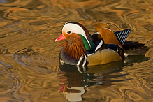 Mandarin Duck - Aix galericulata