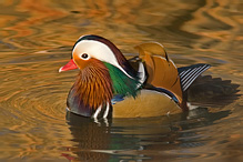 Kachnička mandarínská - Aix galericulata