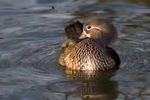 Mandarin Duck - Aix galericulata