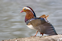 Kachnička mandarínská - Aix galericulata