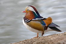 Mandarin Duck - Aix galericulata