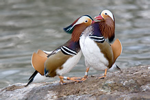 Mandarin Duck - Aix galericulata