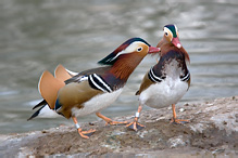 Mandarin Duck - Aix galericulata