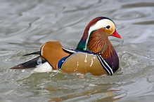 Mandarin Duck - Aix galericulata