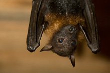 Variable Flying Fox - Pteropus hypomelanus