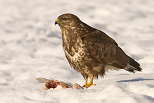 Káně lesní - Buteo buteo