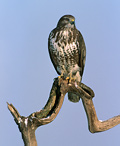 Káně lesní - Buteo buteo