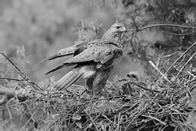 Káně lesní - Buteo buteo