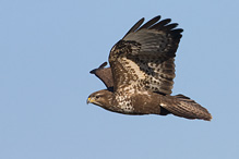 Buzzard - Buteo buteo