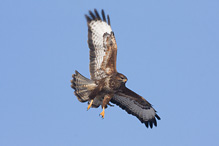 Káně lesní - Buteo buteo