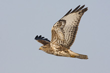 Káně lesní - Buteo buteo