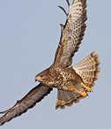 Káně lesní - Buteo buteo