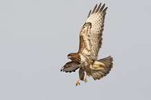 Káně lesní - Buteo buteo