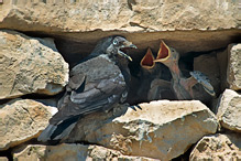 Kavka obecná - Corvus monedula