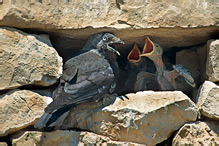 Jackdaw - Corvus monedula