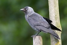 Jackdaw - Corvus monedula