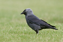 Jackdaw - Corvus monedula