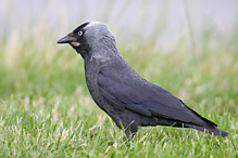 Jackdaw - Corvus monedula