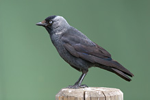 Jackdaw - Corvus monedula