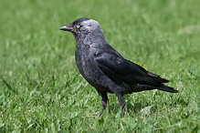 Jackdaw - Corvus monedula