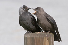 Jackdaw - Corvus monedula