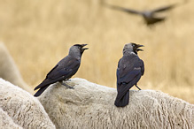 Kavka obecná - Corvus monedula