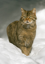 Wild Cat - Felis silvestris