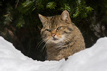 Kočka divoká - Felis silvestris