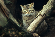 Wild Cat - Felis silvestris