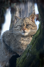 Kočka divoká - Felis silvestris