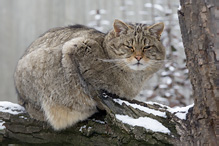 Kočka divoká - Felis silvestris