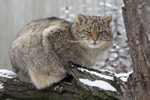 Wild Cat - Felis silvestris